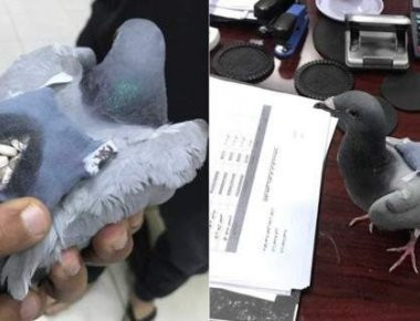 «Άφωνες» οι αρχές στο Κουβέιτ: Περιστέρι διακινούσε ναρκωτικά! (φωτό, βίντεο)